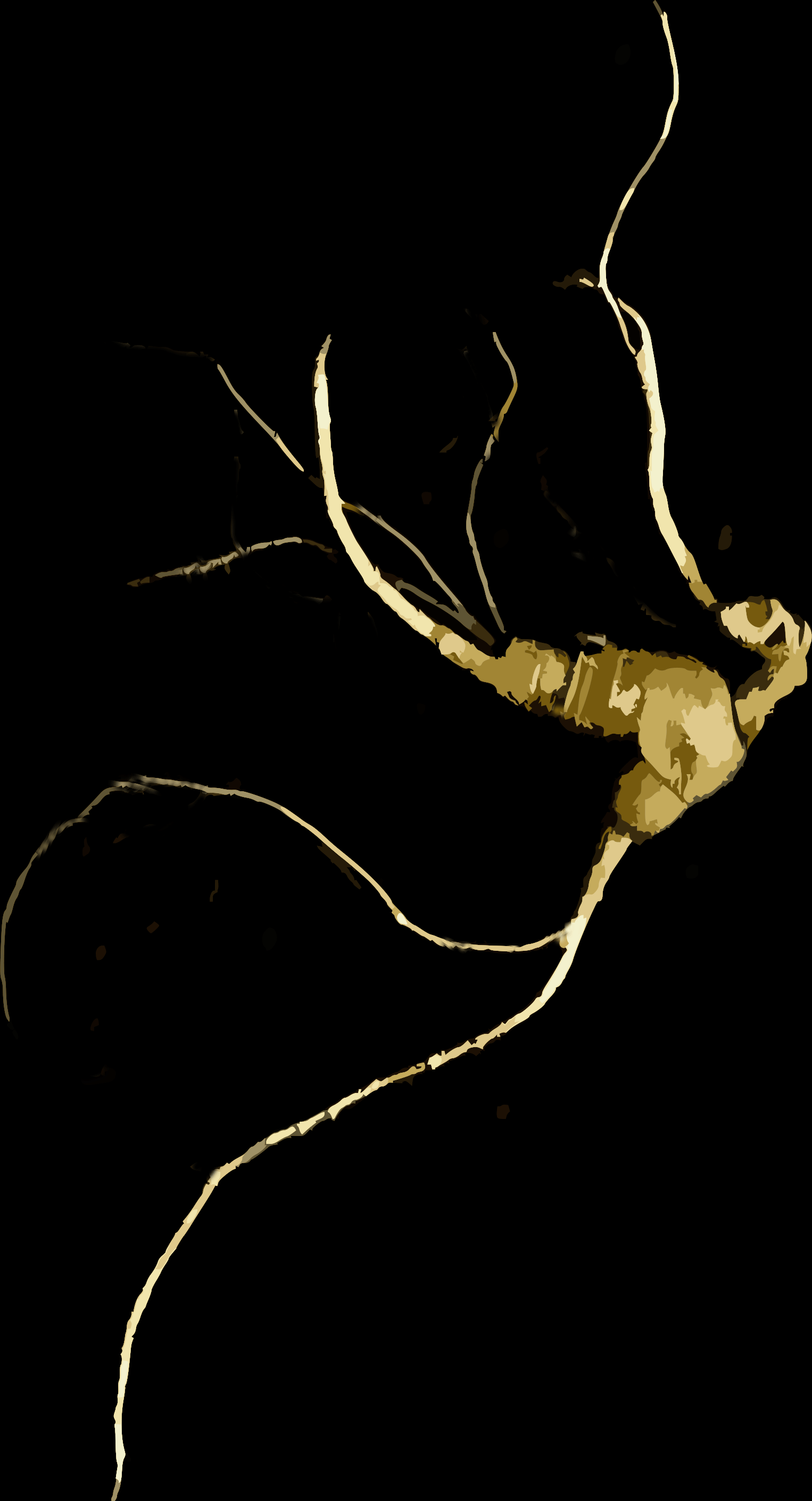 Gold ginseng root — Untangled Roots artwork
